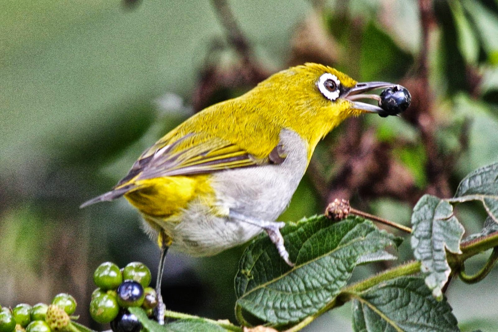 Kumpulan Foto Burung Pleci Jantan FOTO BURUNG KICAU