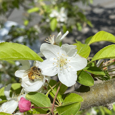 bee, beekeeping,dandelion,crabapple,redbud tree,rosemary,spring,foraging,trees atlanta,
