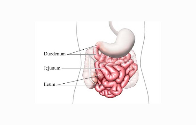 Types and Parts of Small Intestine