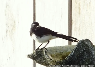 Birding in Waigeo island