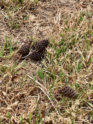 Brown alder cones lying on dry grass.