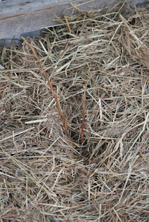 Dormant raspberry bush with straw mulch