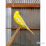 Foto Gambar Burung Kenari AF Super, Warna Kuning Polos