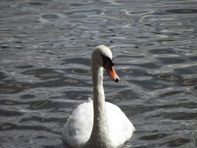 swan