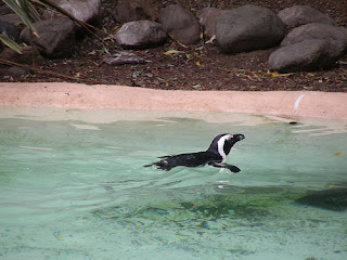 african penguin