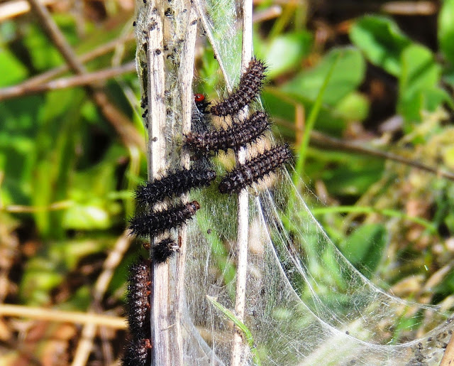 Orugas gregarias de Melitaea cinxia