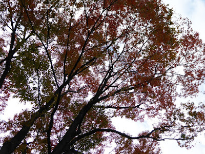 香里団地の並木（けやき通りの紅葉）