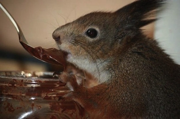 Belarusian soldier rescued baby squirrel and now they're best friends, a soldier and squirrel, baby squirrel