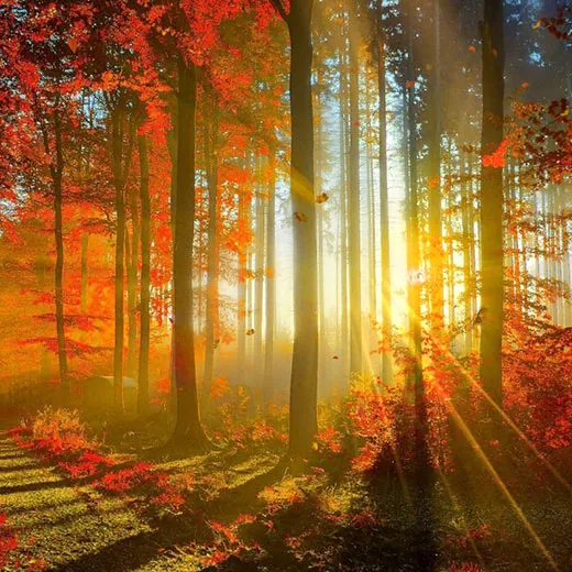 Autumm Forest Wallpaper Engine