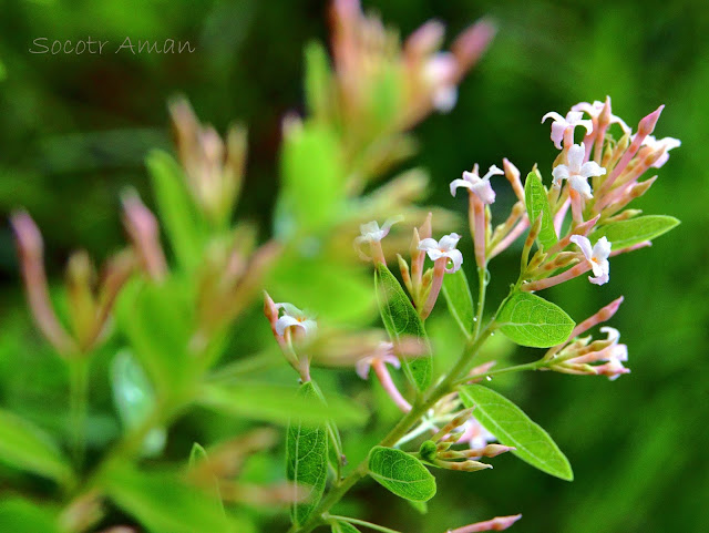 Diplomorpha ganpi