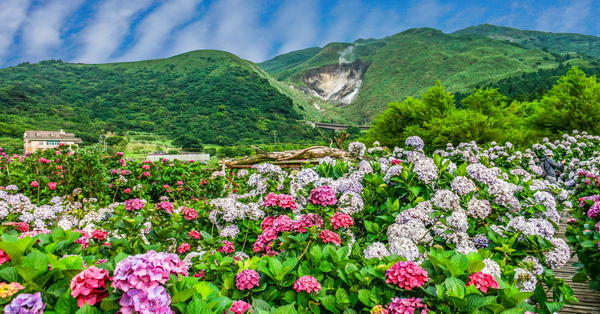 台北北投陽明山竹子湖頂湖財福繡球花園，火山中的繡球花海