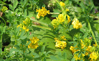 Luzerne Medicago sativa