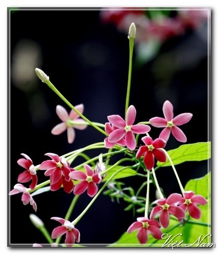 Cảnh Đẹp Việt Nam