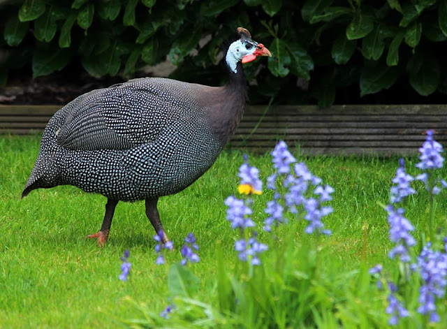 Guinea Fowl