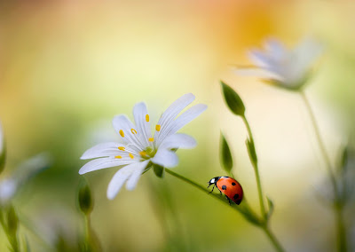 Insectos - Catarina exploradora sobre las flores del campo