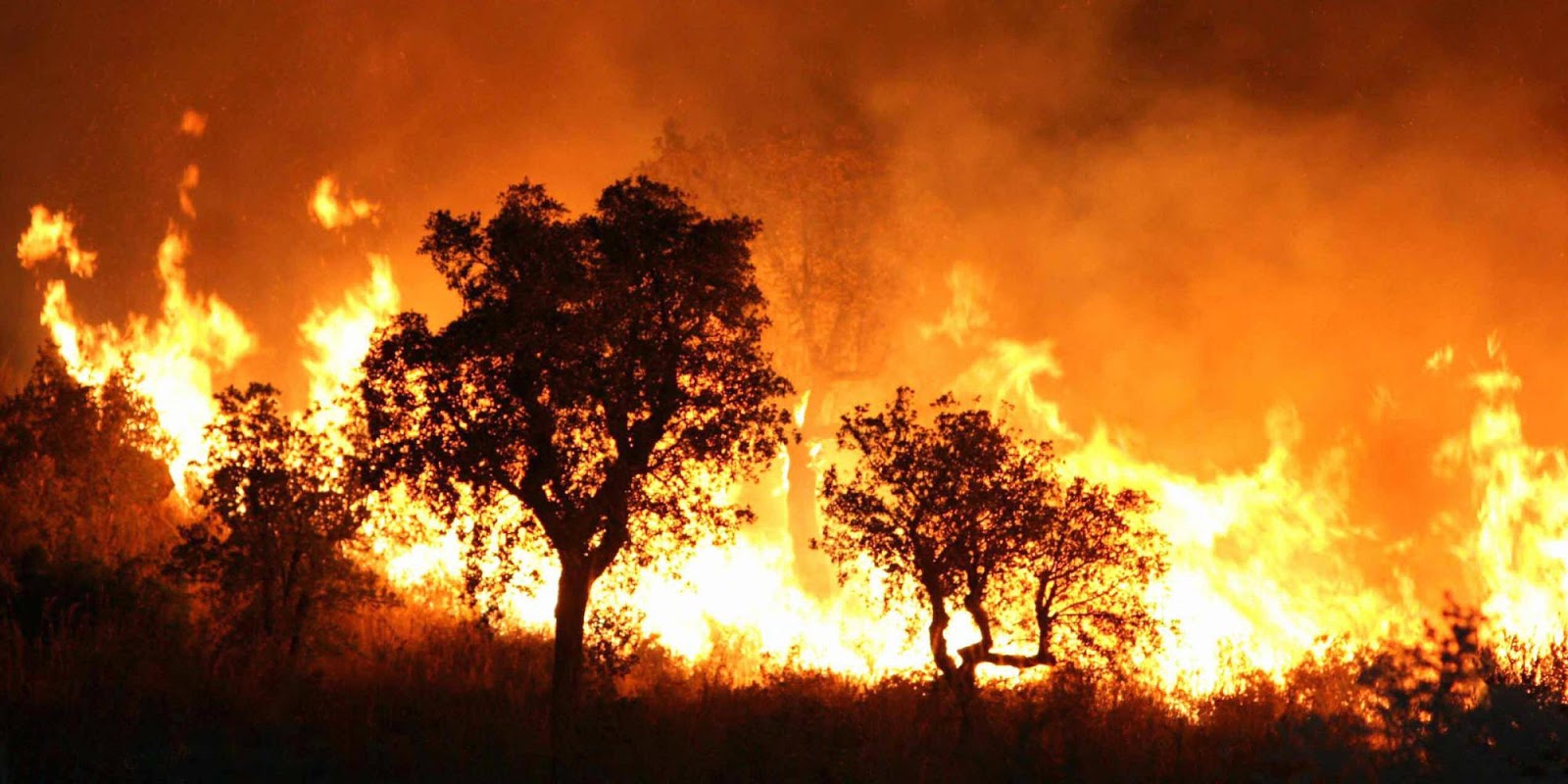 4 Negara Dengan Kebakaran  Hutan  Terbanyak Di  Eropa KASKUS