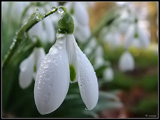 floricele snowdrop