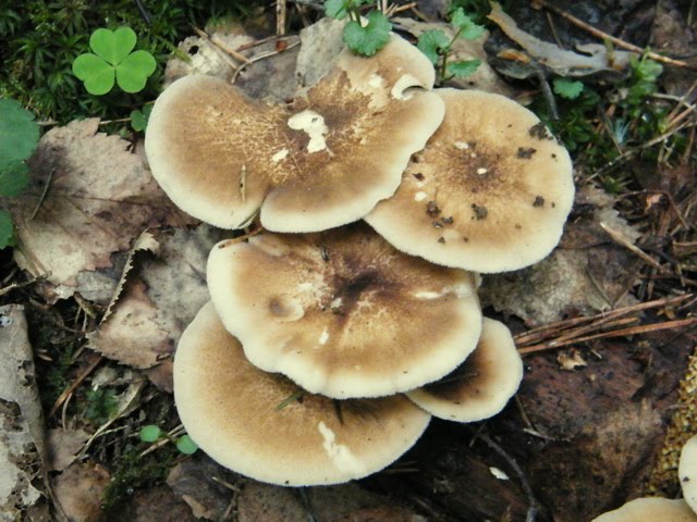 Polyporus ciliatus