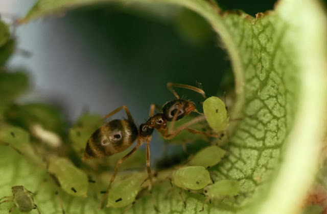 Аргентинский муравей выращивает тлю на молодом листе.