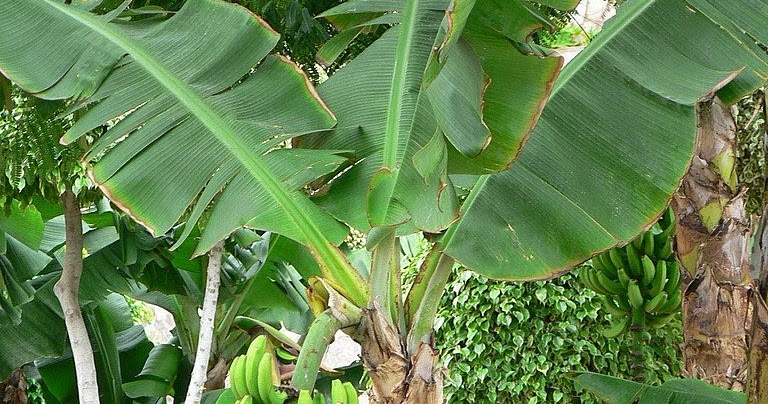 Berbagi ilmu Pakan Ternak Yang Berasal Dari Pohon Pisang 