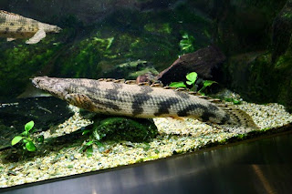 Polypterus endlicheri endlicheri