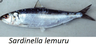 ikan Lemuru