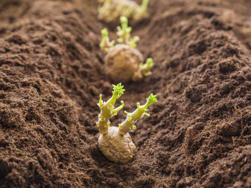 Potato how to plant
