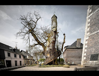 A Old Tree In A Courtyard-The Chapel of Allouville-Bellefosse
