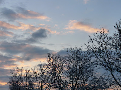 dawn over bare trees