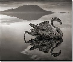 lake-calcifies-animals-frozen-flamingo_72200_600x450