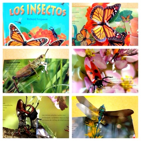 Insectos!!!!