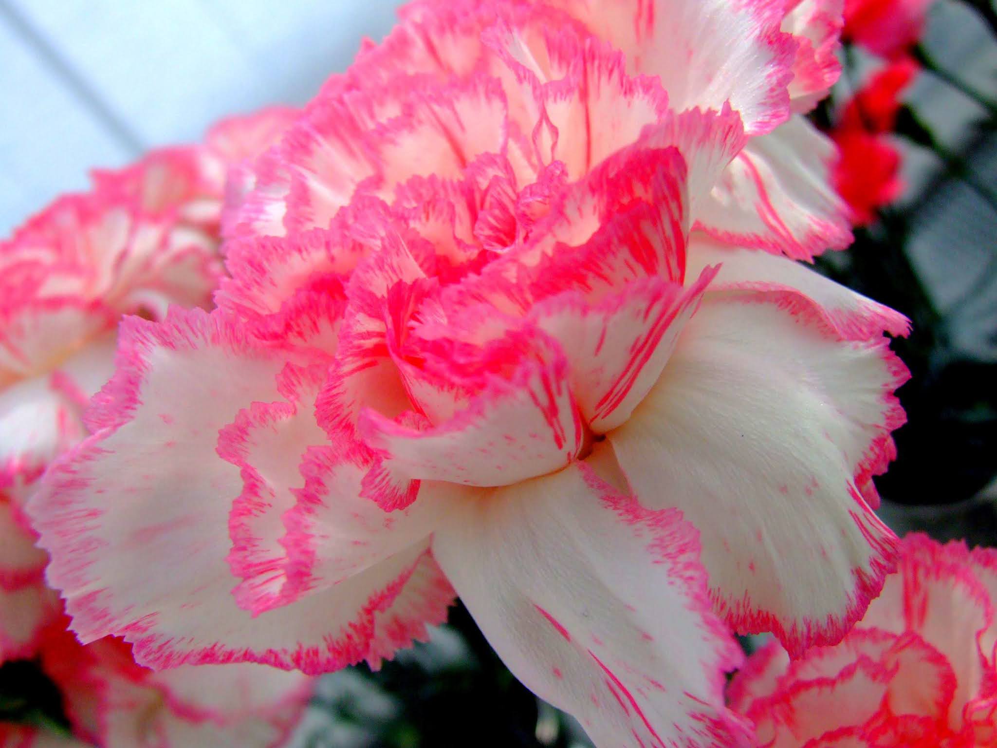 070 綺麗 花 カーネーション 白 ピンク 写真素材のおすそわけ