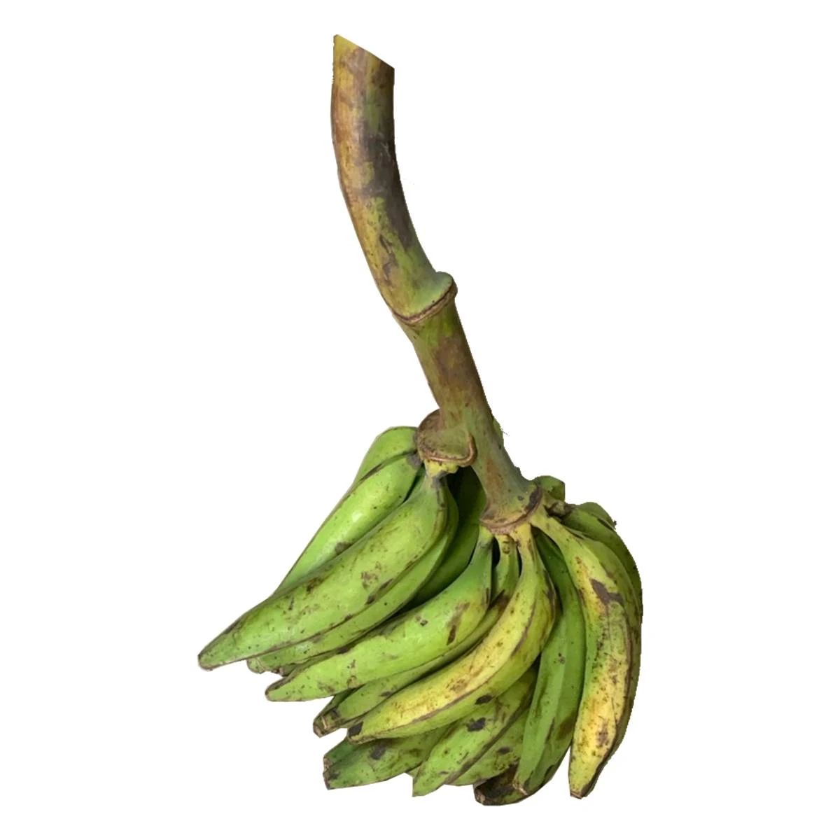 Fresh Bunch Of Unripe Plantain On a white backgroung