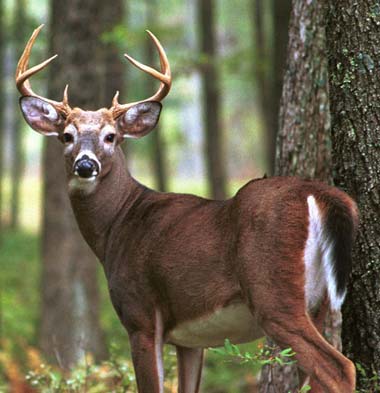 white tail deer pic