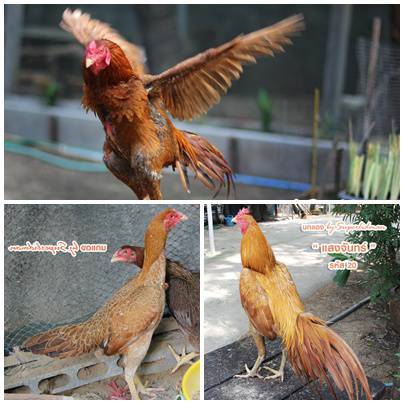 BERTERNAK AYAM BANGKOK TANAH GROGOT Maret 2014