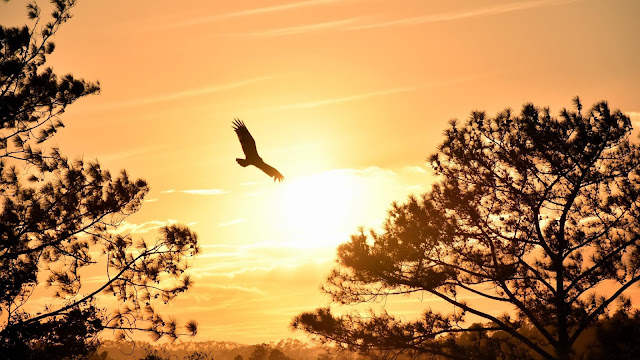 Wallpaper Eagle Flying, Sunset, Nature