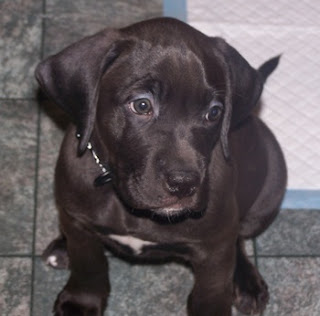 Chocolate Lab Puppies