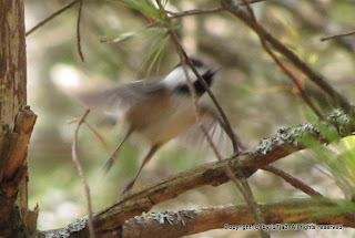 Black-capped Chickadee