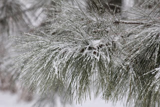 photo of snow-covered pine needles
