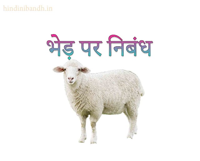 भेड़ पर निबंध | Essay On Sheep In Hindi 100-200-500 Words