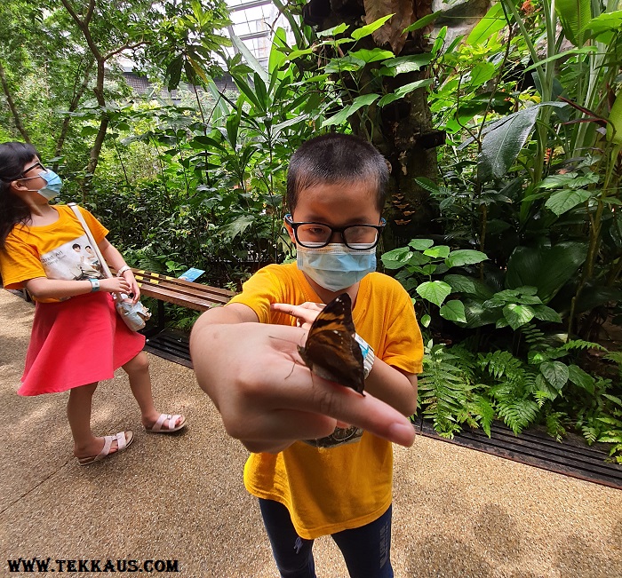 Entopia Penang Vita Nova Butterfly Release