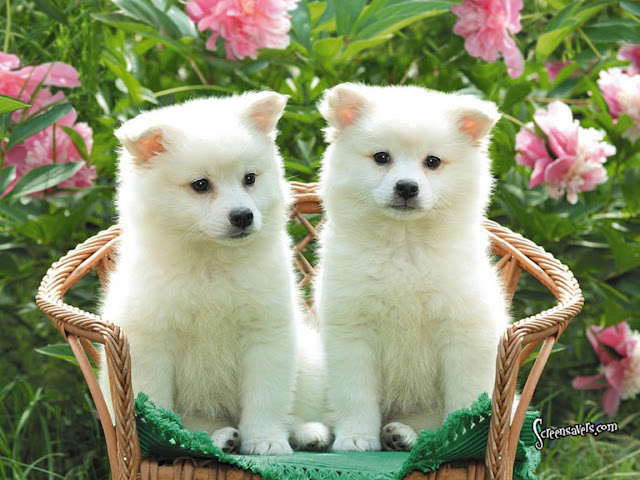 White Cute Dogs