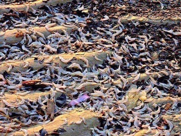  Gambar ribuan udang dan ikan terdampar di Pantai Miri Sarawak