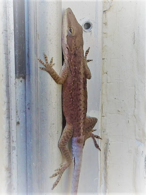 Lizard at the front door. Birmingham, Alabama. December 2020. Credit: Mzuriana.