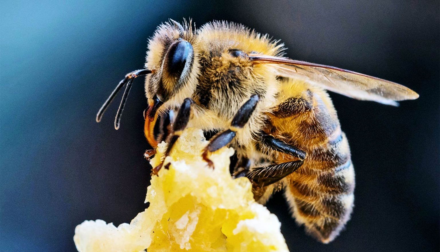 Now bees detect the Corona virus in a few seconds .. What is the story?