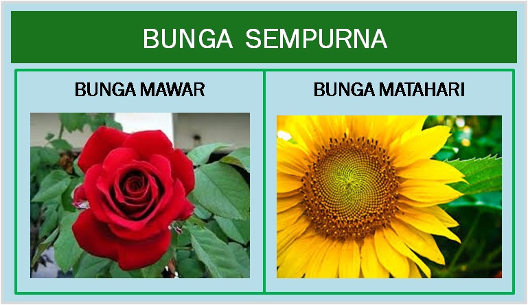 Contoh Gambar Bunga Yang Mudah Untuk Digambar - Contoh Waouw