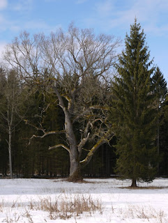 Eiche im Eichelgarten