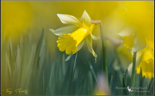 yellow spring Daffodils