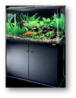 Discus Fish Aquarium 