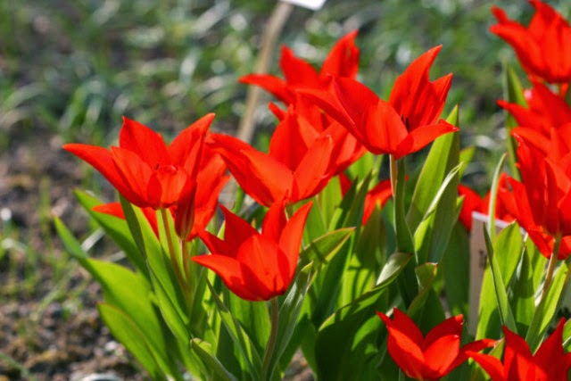 Gambar Bunga Tulipa praestans